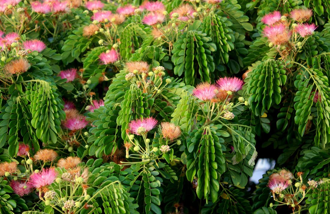 Mature Samanea Saman Tree in garden landscape