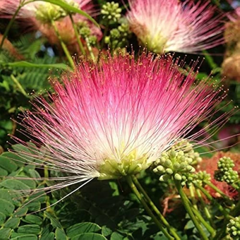 Samanea Saman Monkey Pod Flower Seeds for Planting