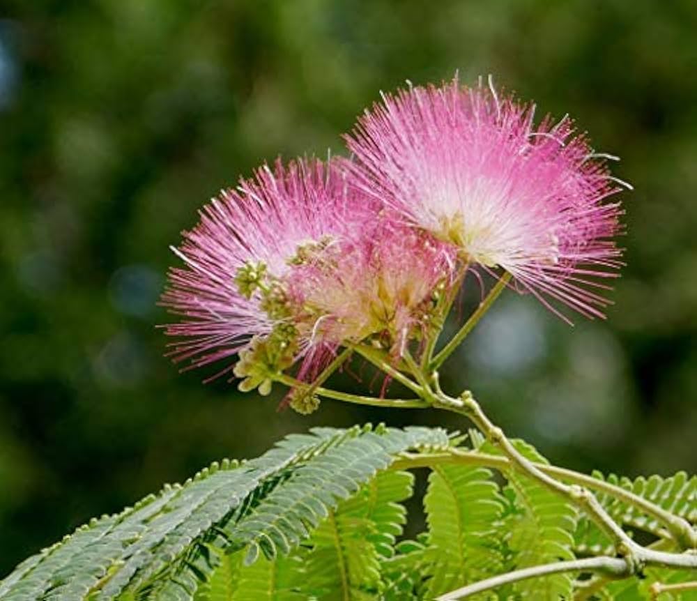 Pink puffball flowers of Samanea Saman Tree
