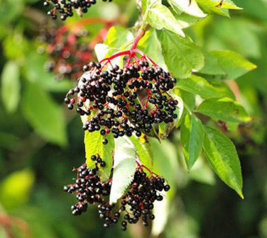 Sambucus nigra improved cultivar mix seeds producing black elderberries