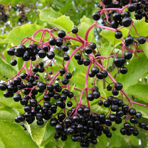 Sambucus nigra black elderberry seeds growing into hardy flowering shrub