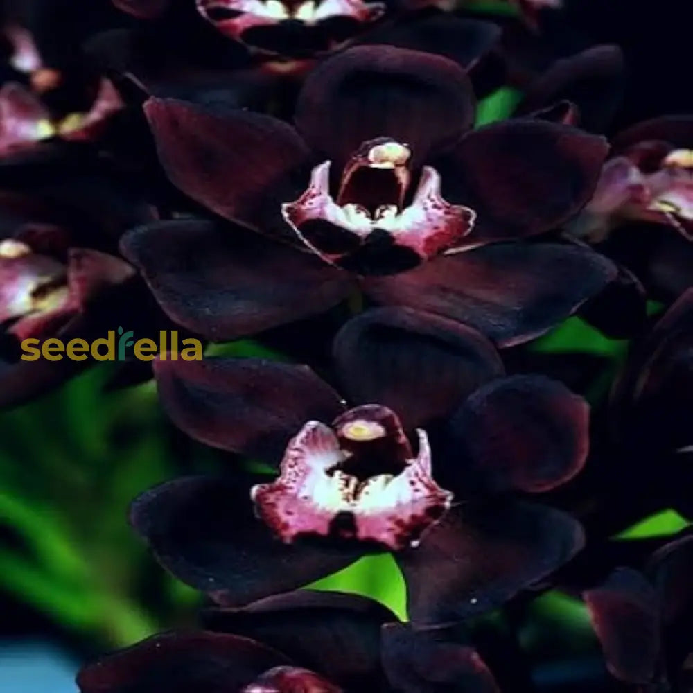 Samen Orchidee Flower Seeds For Planting