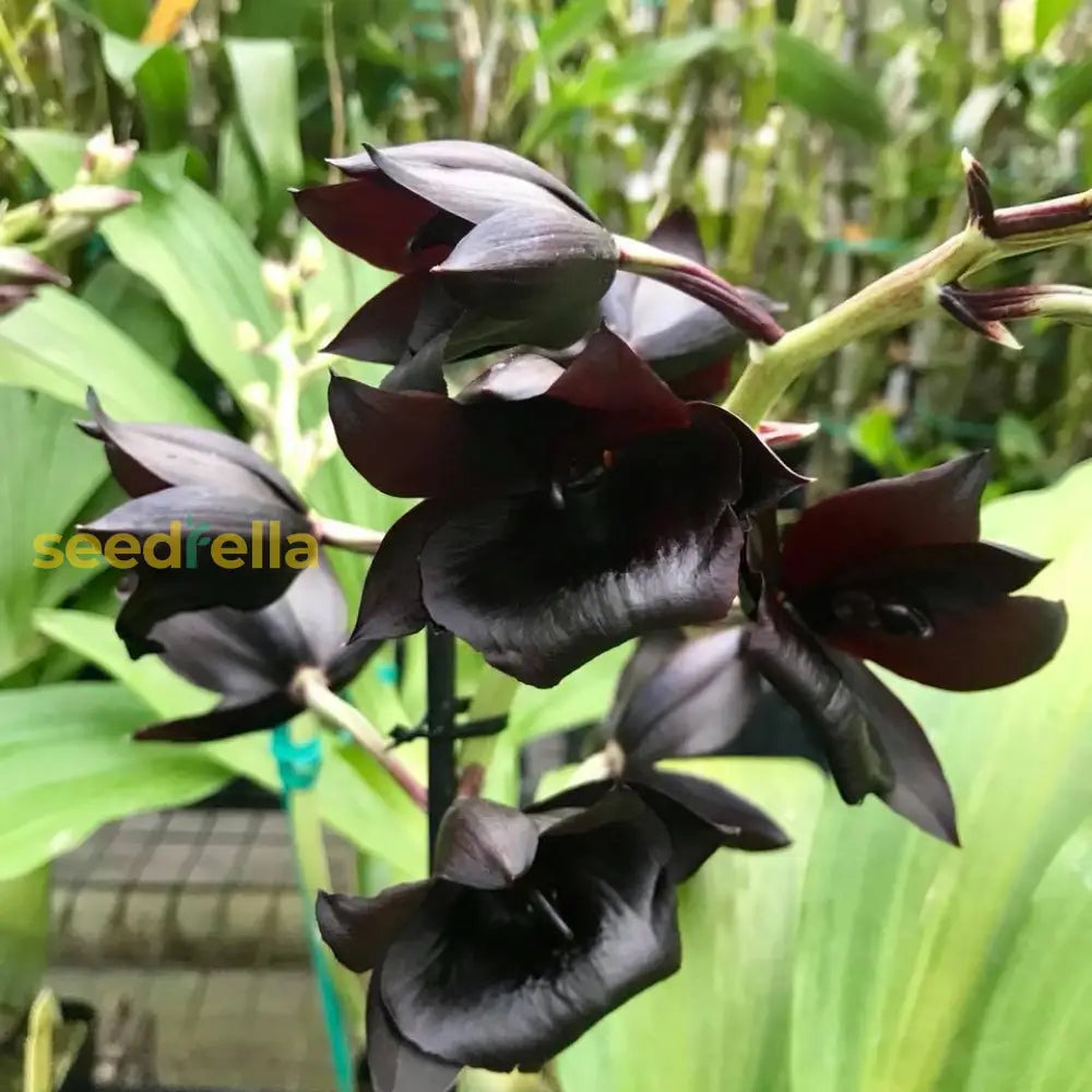 Samen Orchidee Flower Seeds For Planting