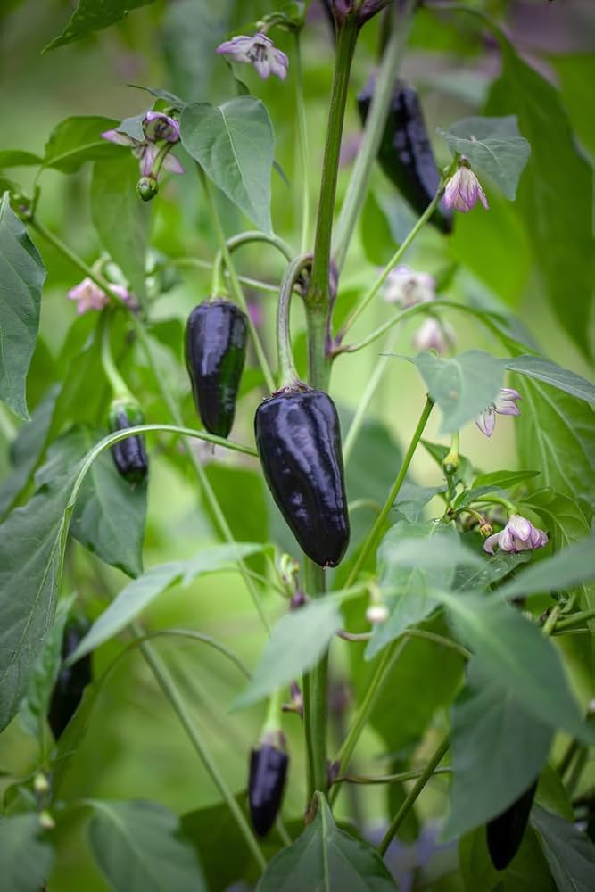 Samen-Schmecken plants growing in home garden from seeds