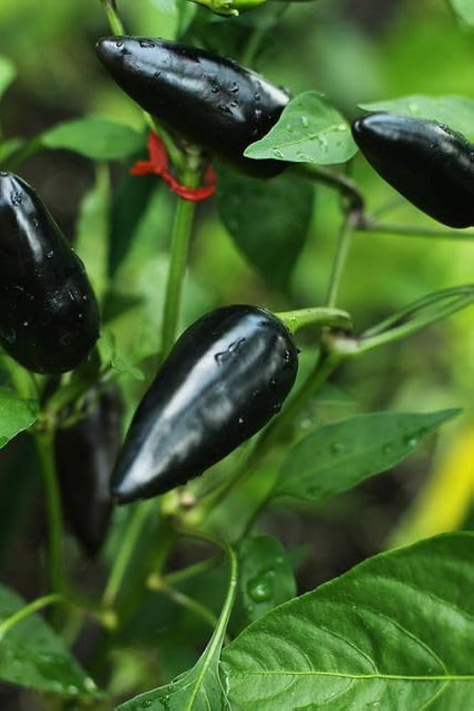 Samen-Schmecken seeds for home vegetable gardening