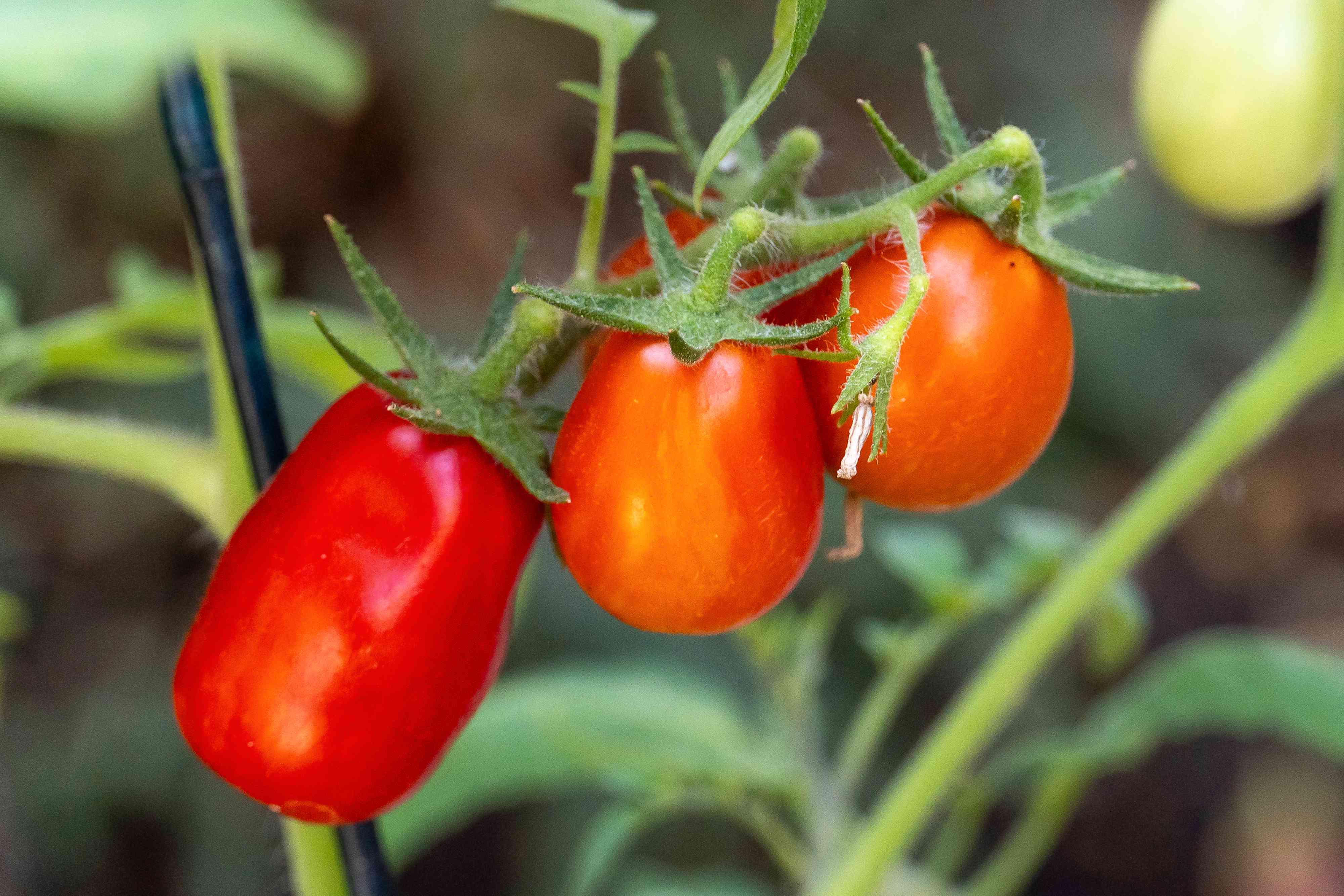 Red San Marzano Vegetable Seeds For Planting Seeds