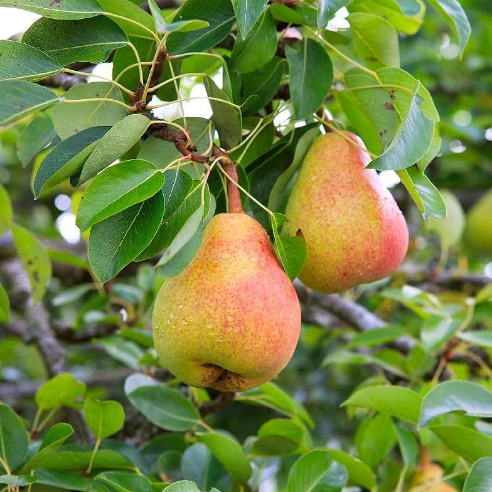 Sand Pear seeds for planting Pyrus pyrifolia