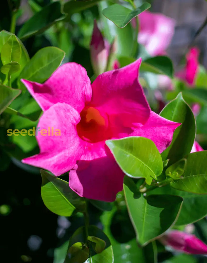 Sanderi Dipladenia Flower Seeds For Planting