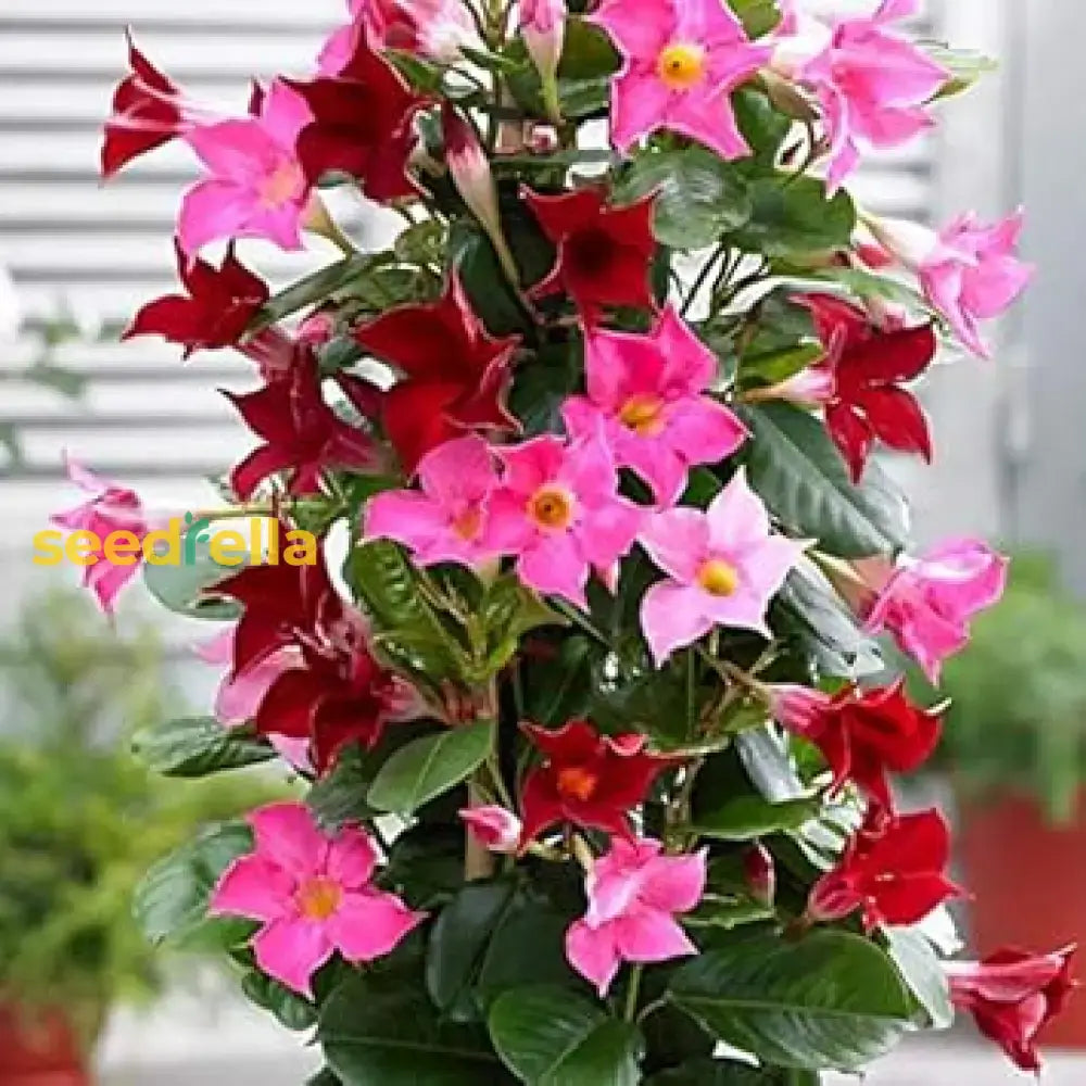 Sanderi Flower Planting Seeds Pink White