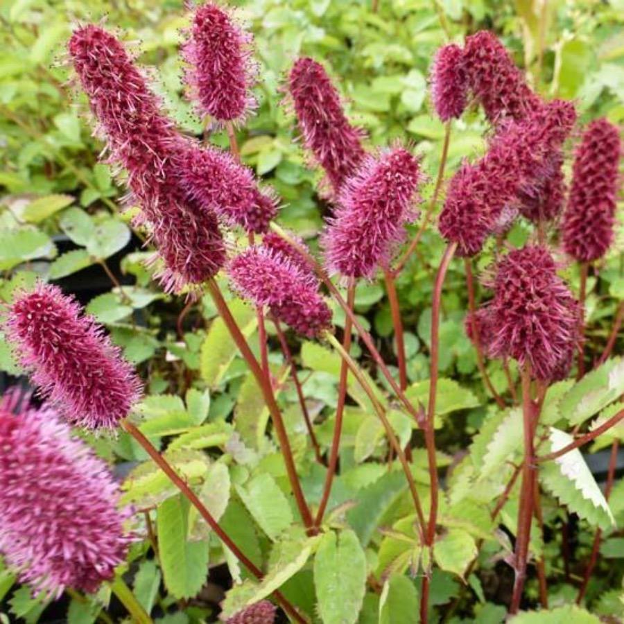 Menzies (Menzies Burnet) seeds for planting in home garden