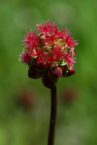 Sanguisorba minor edible herb growing in full sun