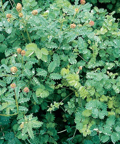 Sanguisorba minor grown in containers outdoors