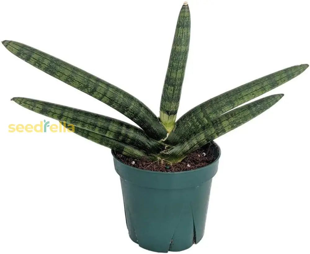 Sansevieria Plant Seeds Planting Light Green