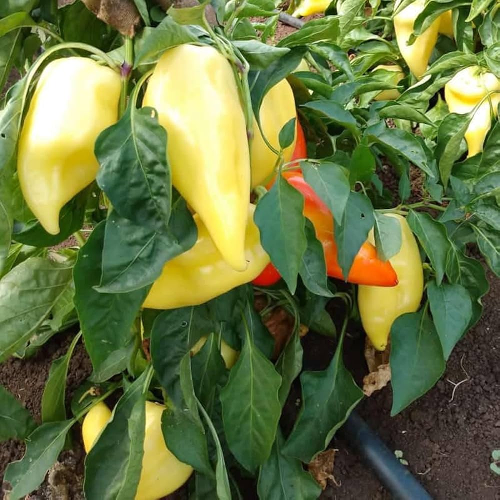 Mature Santa Fe Grande Pepper plant in vegetable patch