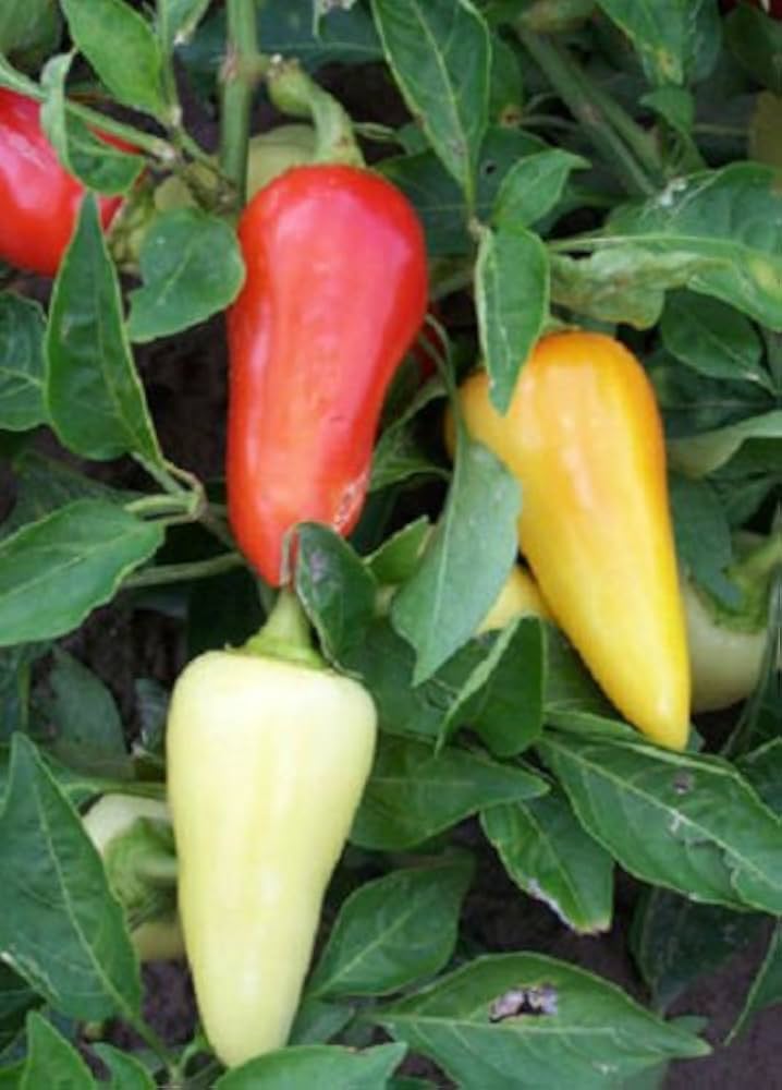 Santa Fe Grande Pepper seeds (Capsicum annuum) for home vegetable garden planting