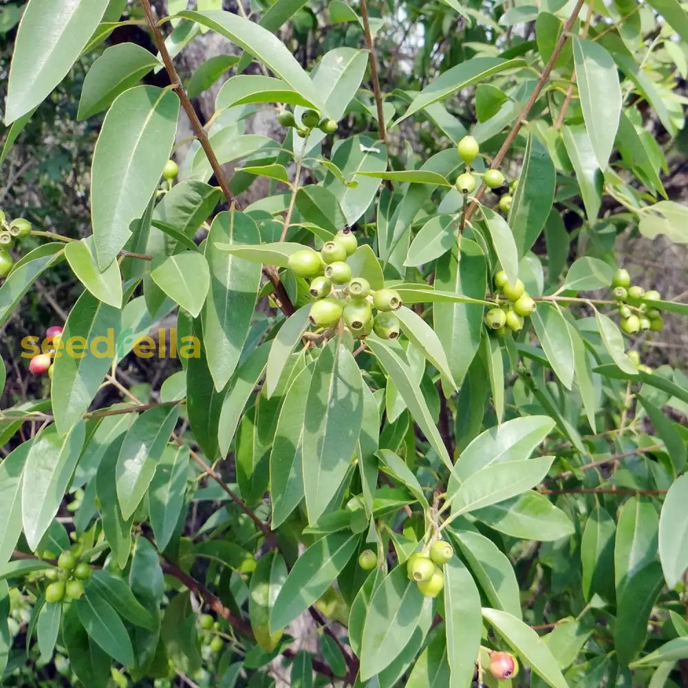 Santalum Album Seeds Indian Sandalwood Edible Evergreen Drought Tolerant Fragrant Borders Cottage