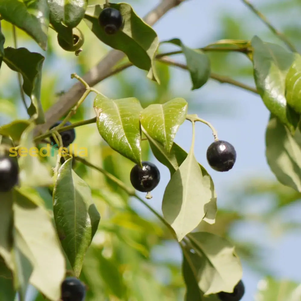 Santalum Album Seeds Indian Sandalwood Edible Evergreen Drought Tolerant Fragrant Borders Cottage