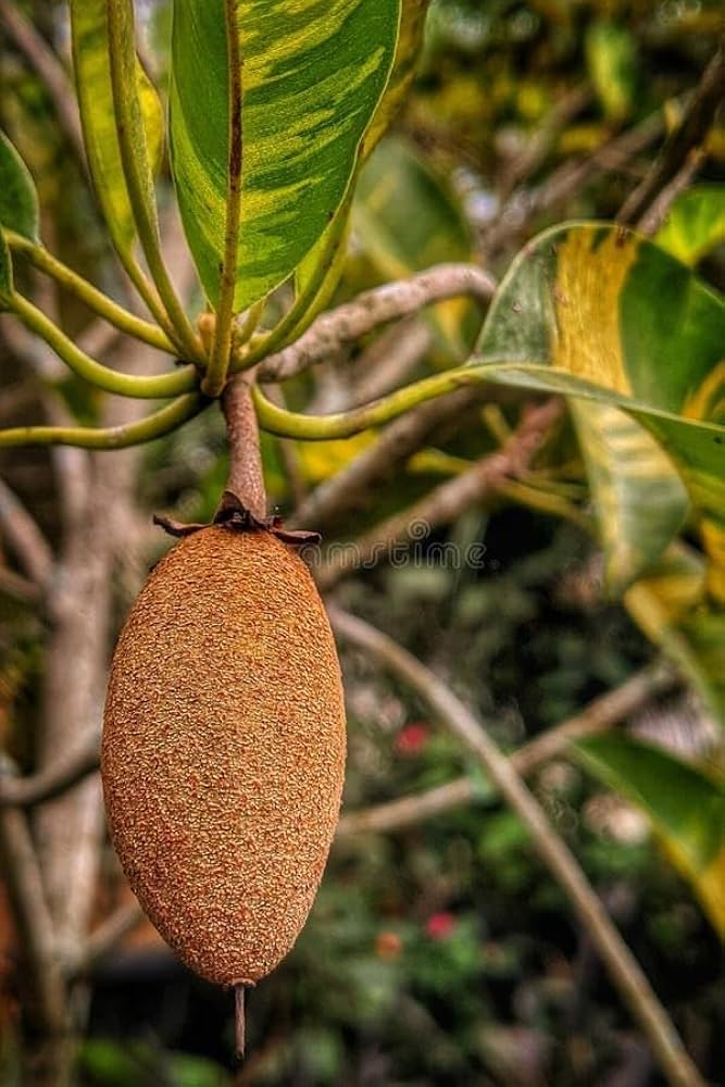 Cut sapodilla fruit showing interior