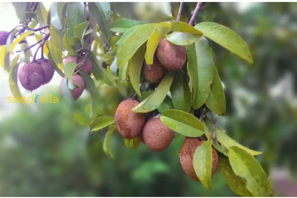 Sapodilla Fruit Planting Seeds For Thriving Home Gardens