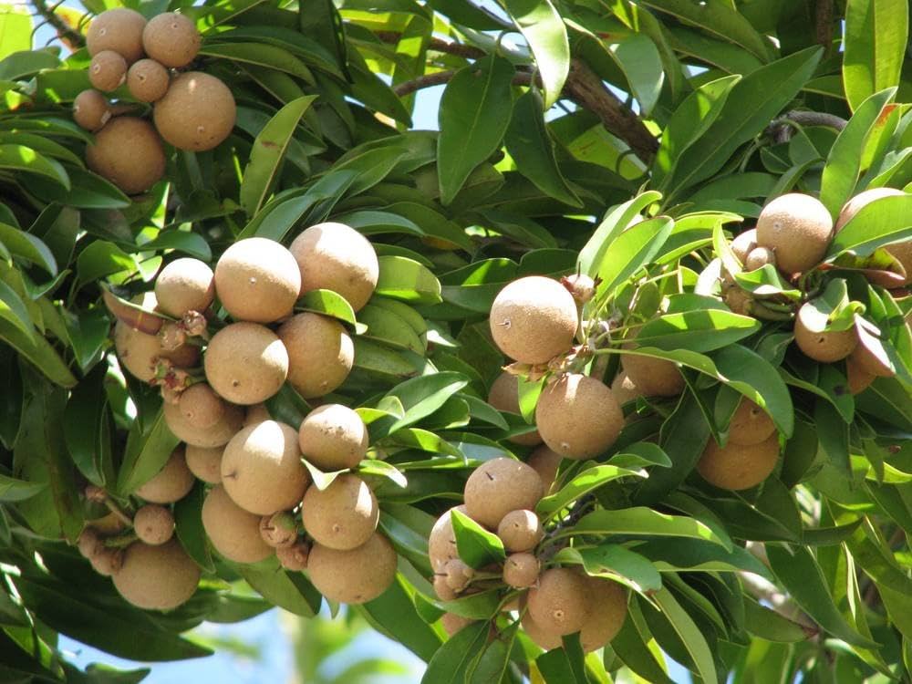 Close-up of Sapodilla tree foliage