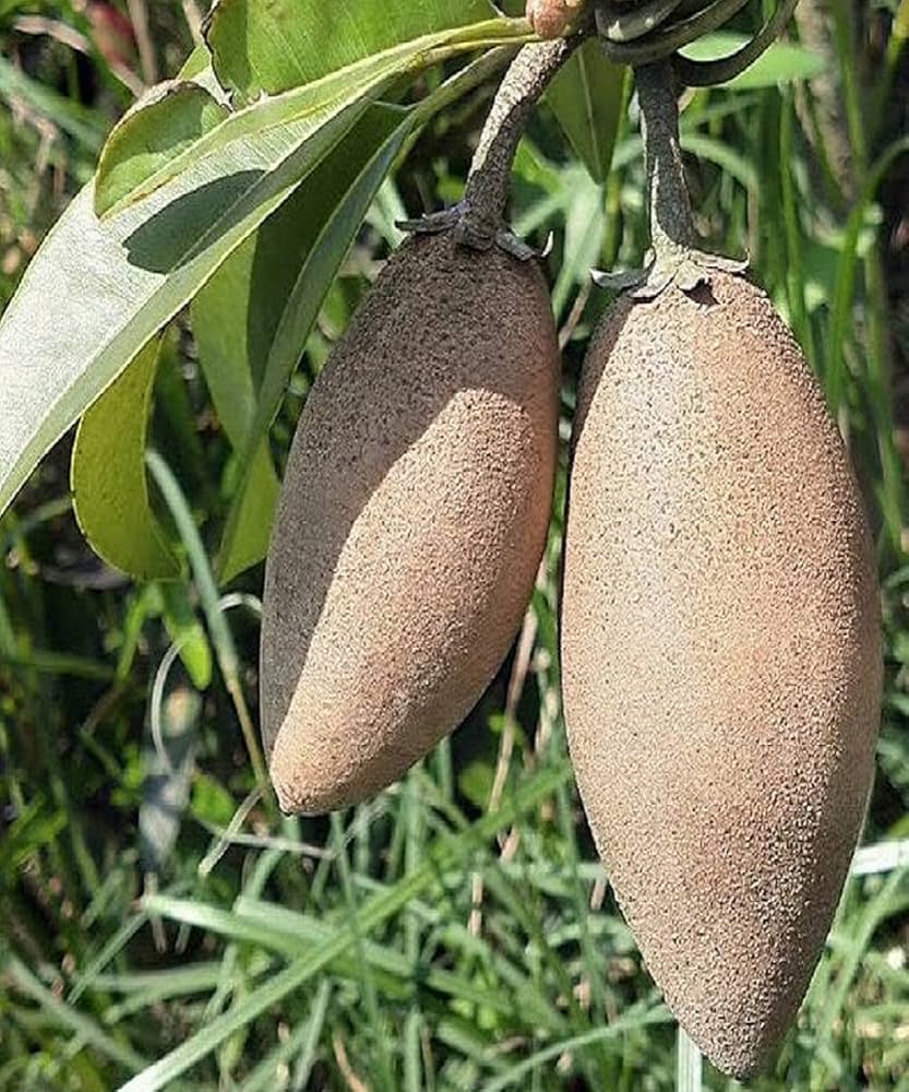 Sapodilla seeds for planting