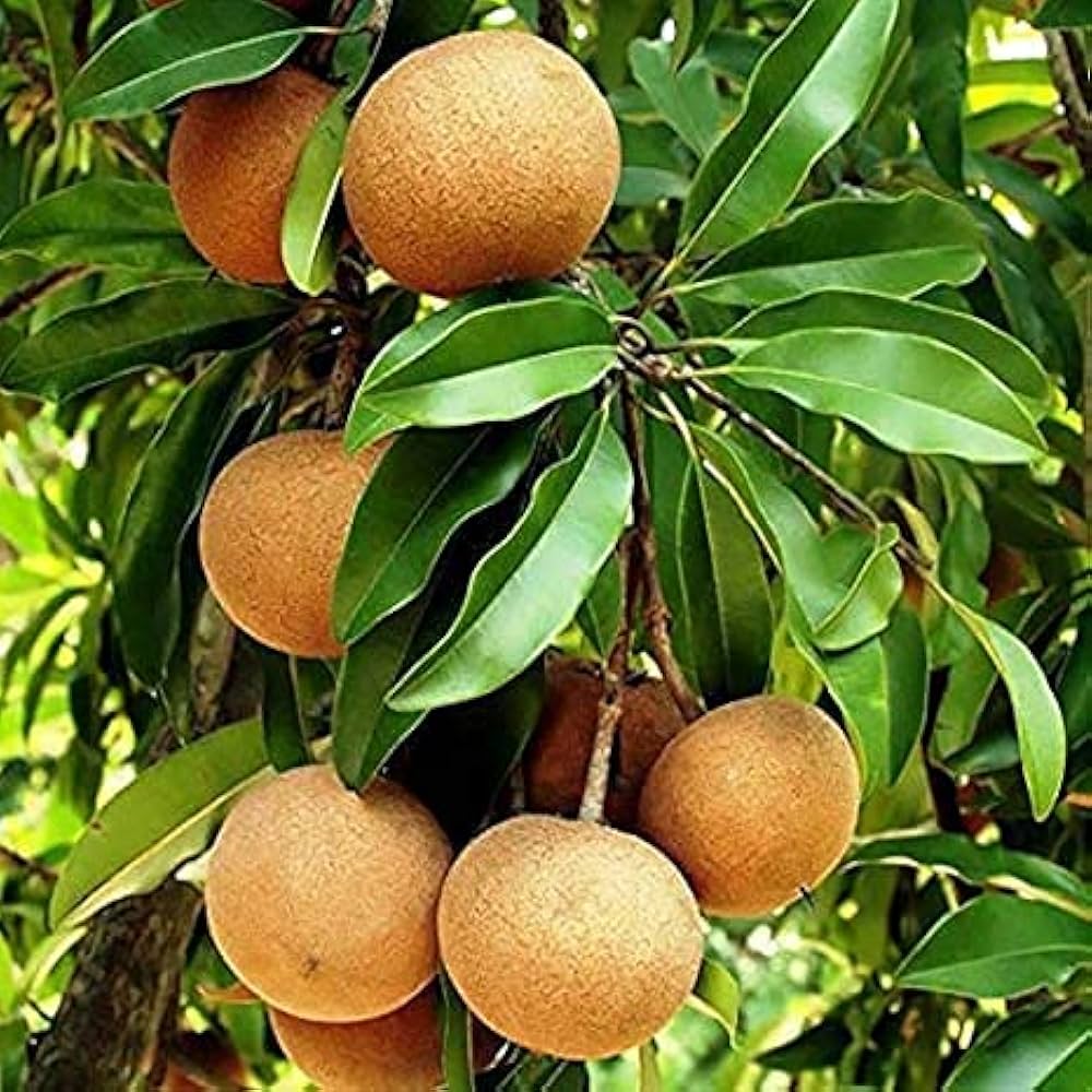 Sapota tree with ripe brown-fleshed fruit