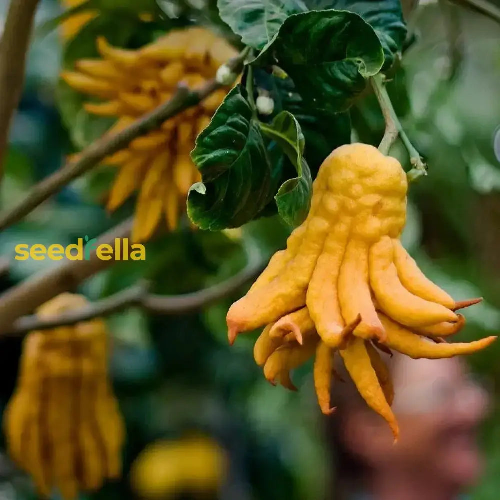 Sarcodactylis Seeds For Easy Planting Quality Your Garden Fruit