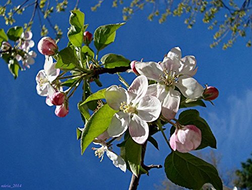 Bright red crabapples on Sargent Crab Apple shrub