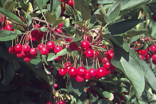Sargent’s crabapple seeds flowering branch with pink buds and white blooms