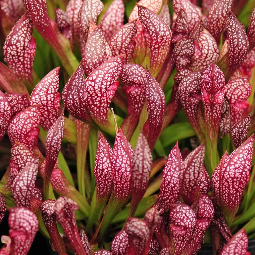 Scarlet (Scarlet Sarracenia) seeds for planting in home garden