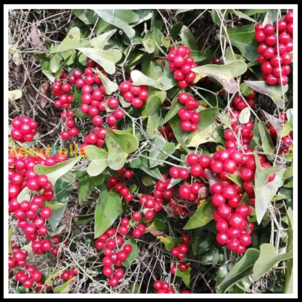 Sarsaparilla Fruit Planting Seeds - Grow Your Own Perennial Climbing Vine