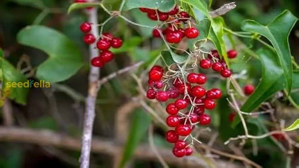 Sarsaparilla Fruit Planting Seeds - Grow Your Own Perennial Climbing Vine