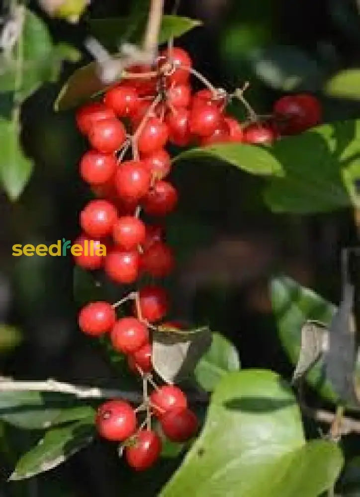 Sarsaparilla Nostrana Fruit Planting Seeds - Grow Delicious At Home