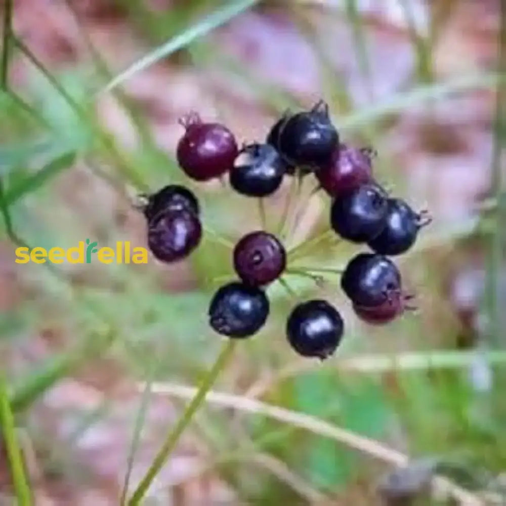 Sarsaparilla Nostrana Fruit Planting Seeds - Grow Delicious At Home