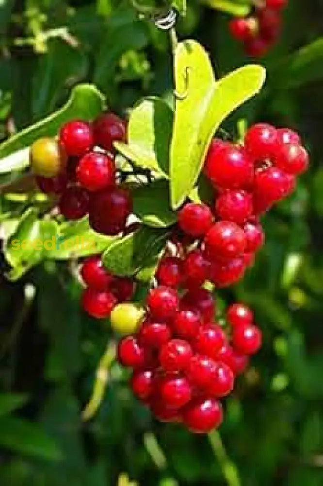 Sarsaparilla Nostrana Seeds for Planting Exotic Tropical Fruit