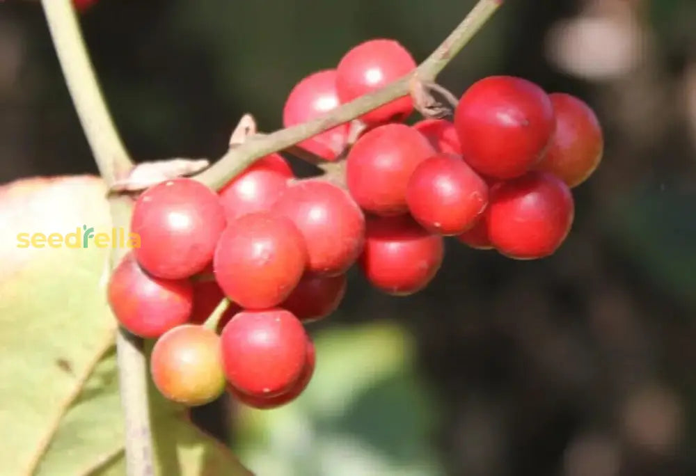 Sarsaparilla Vine Seeds for Easy Growing Garden Plants