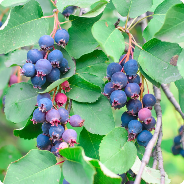 Saskatoon berry seeds Amelanchier alnifolia hardy edible shrub