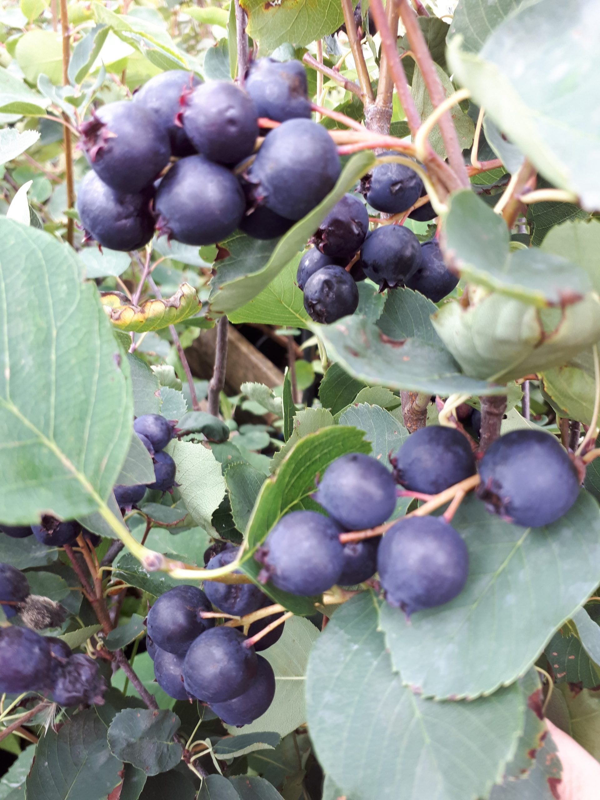 Saskatoon berry seeds producing ripe berries ready for harvest