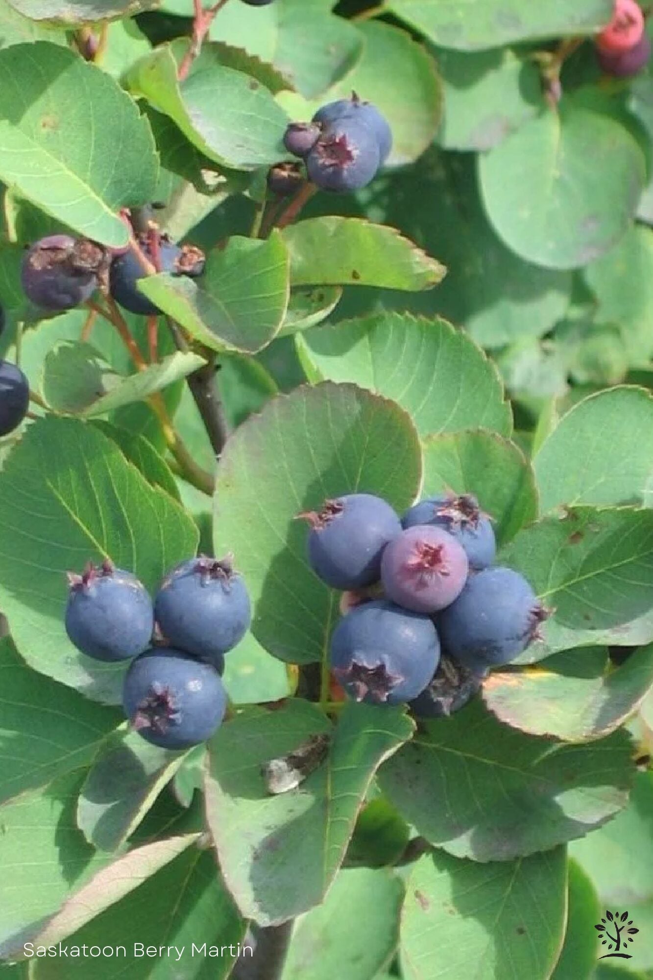 Saskatoon Fruit Seeds for Easy Growing in Gardens