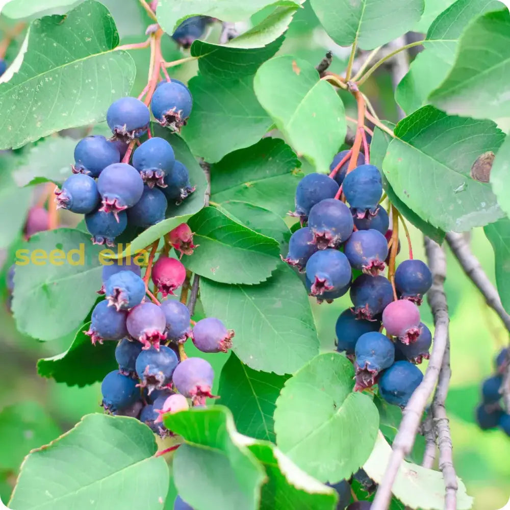 Saskatoon Seeds for Planting Sweet Berries at Home