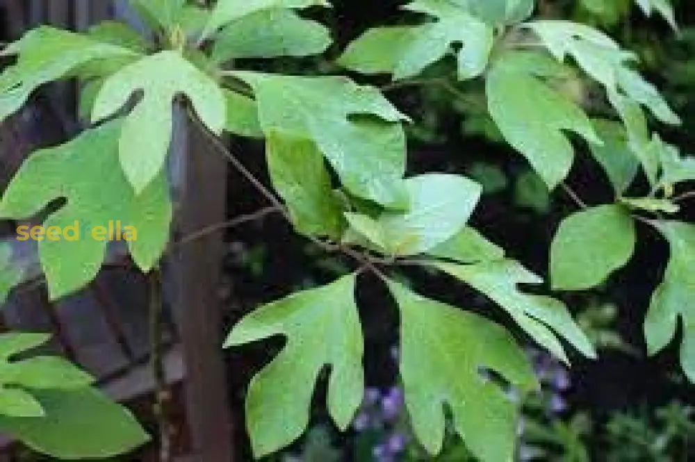 Sassafras Albidum Tree Seeds - Vibrant And Fast-Growing