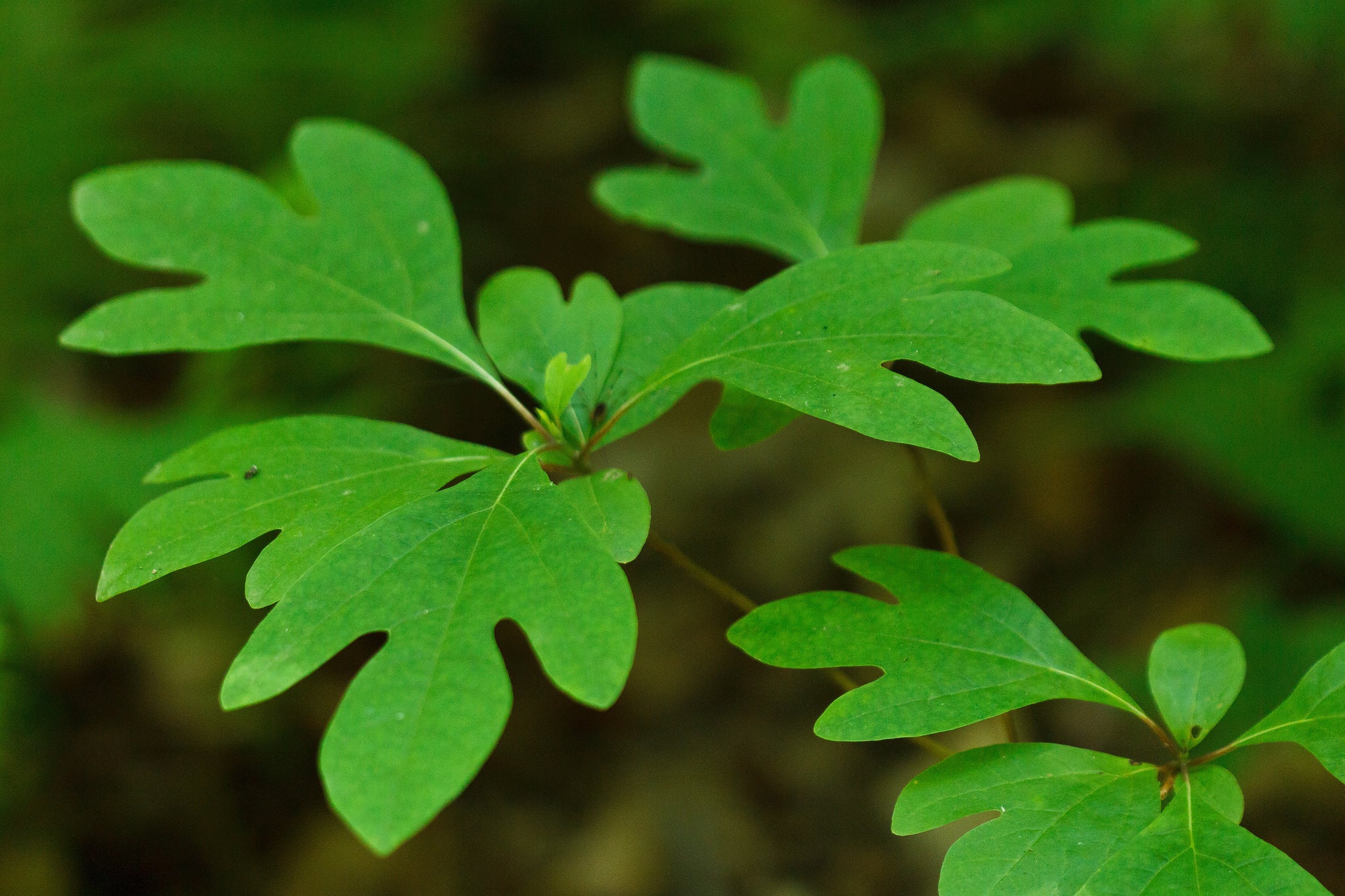 Sassafras tree seeds germinating seedlings