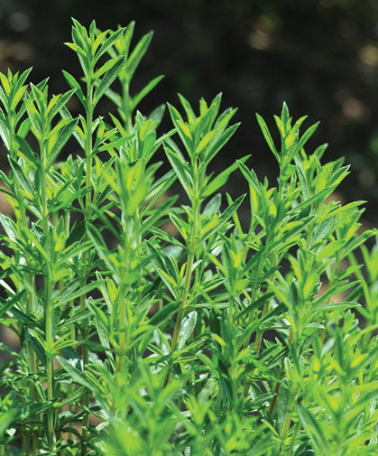 Satureja montana growing in containers outdoors