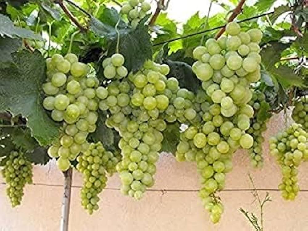 Sauvignon Blanc grape seeds for planting