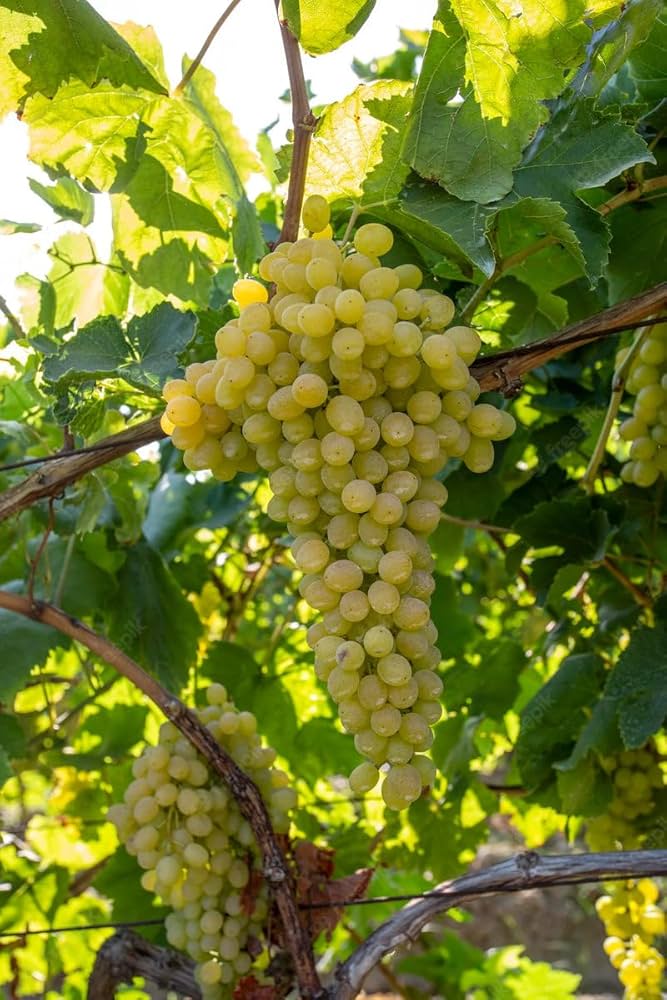 Sauvignon Blanc grape vine growing on trellis