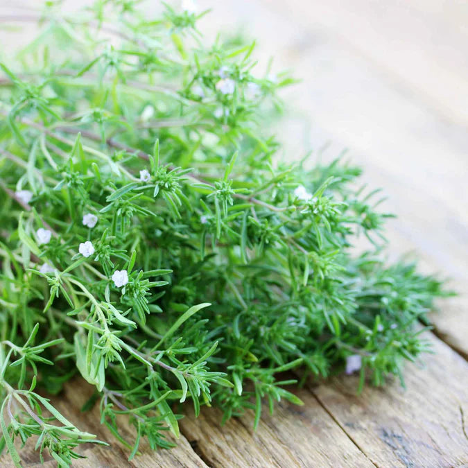 Young Savory Seedlings Growing Indoors