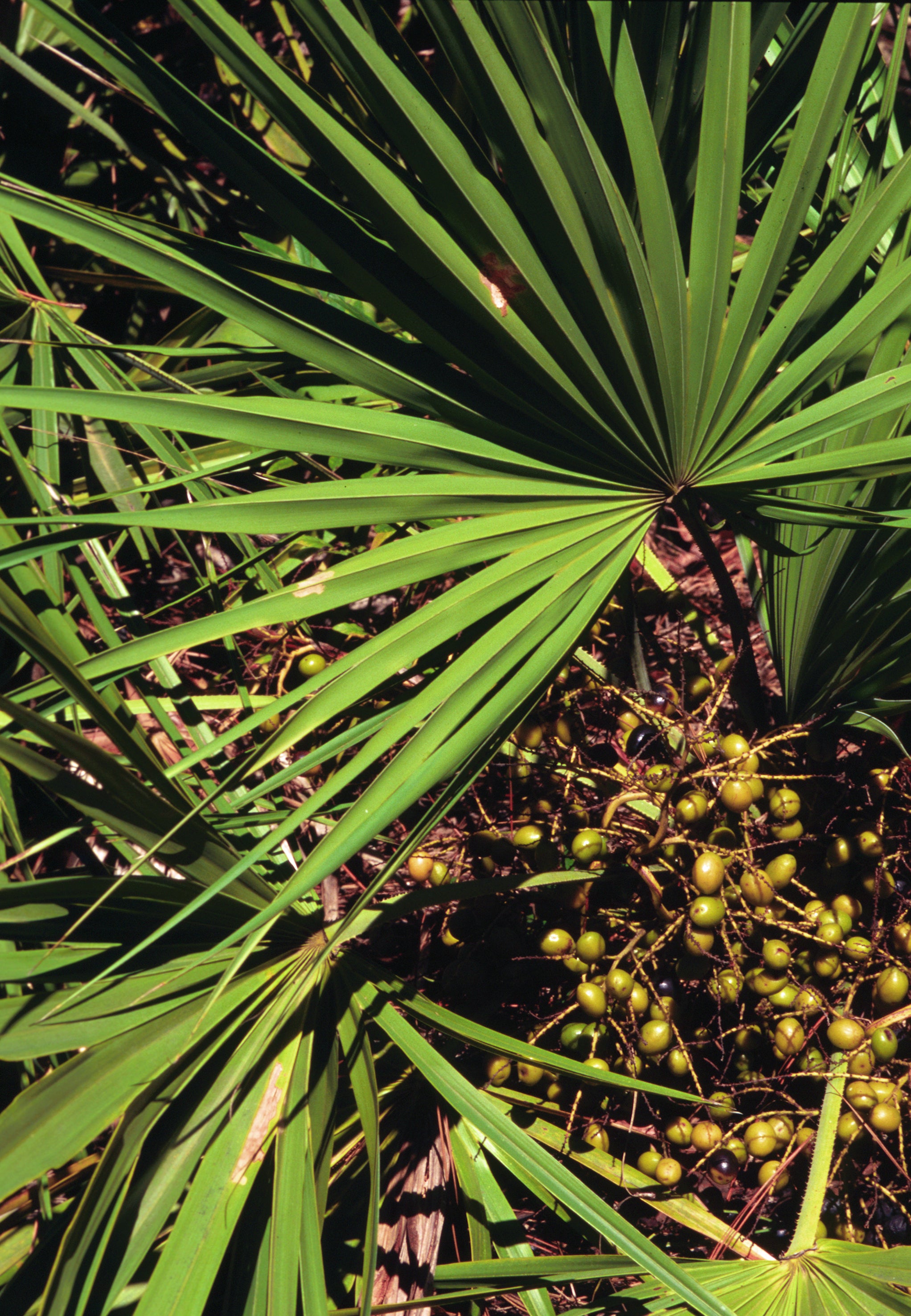 Edible black fruits of Saw Palmetto palm