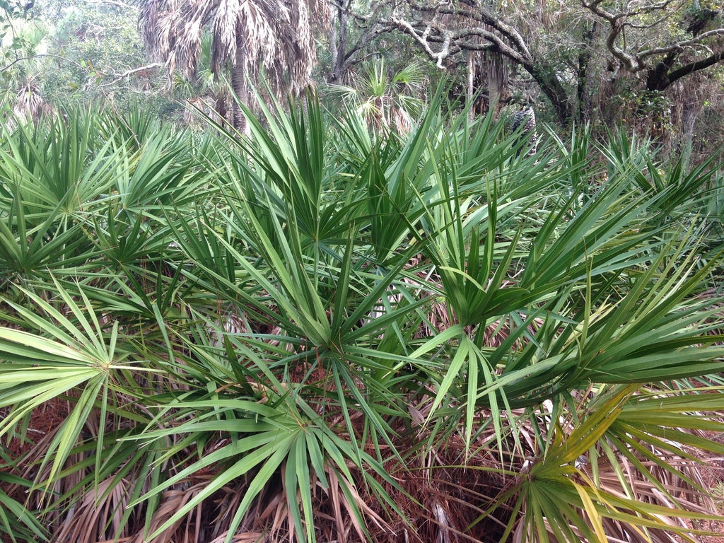 Green fan-shaped fronds of Saw Palmetto plant