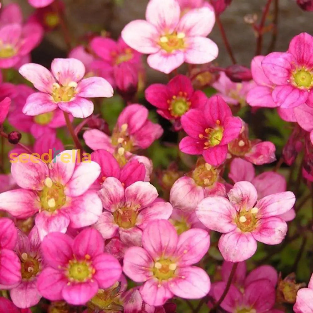 Saxifraga Mossi Seeds - Enhance Your Garden Planting Flower