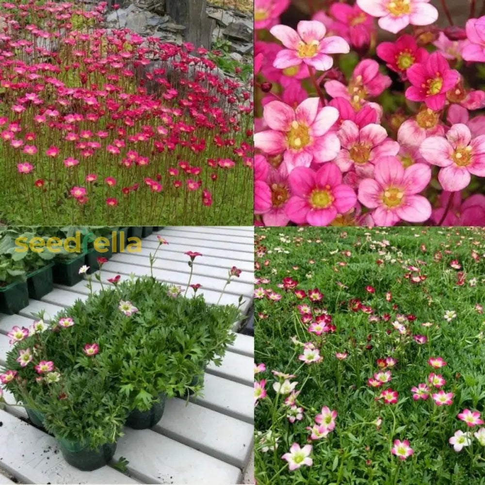 Saxifraga Mossi Seeds - Enhance Your Garden Planting Flower